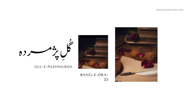 Gul-e-Pazhmurda