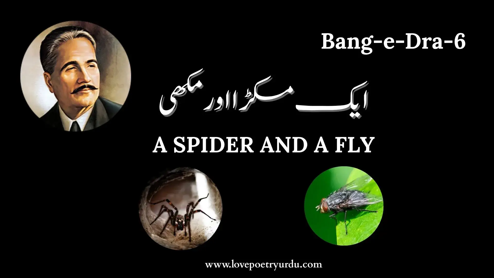 (Bang-e-Dra-6) Aik Makra Aur Makhi ایک مکڑا اور مکھی