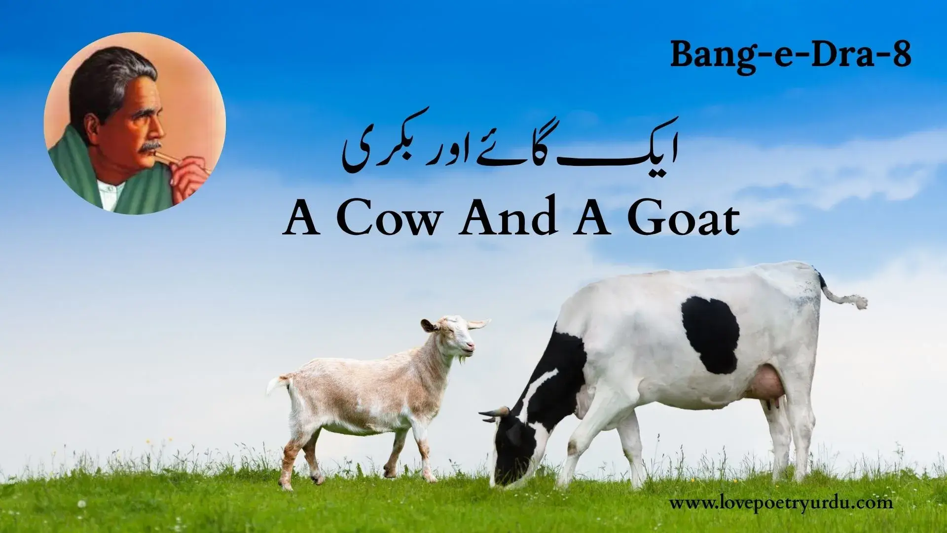 Bang-e-Dra-8 Aik Gaye Aur Bakri